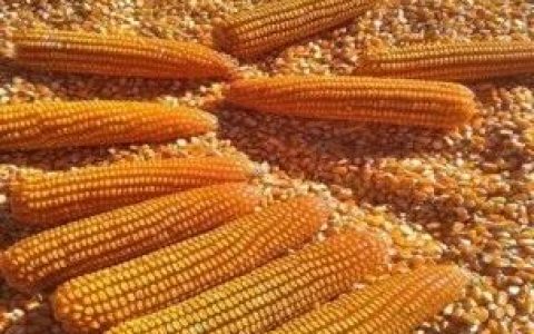 缅甸玉米正式获准出口中国！