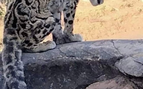 若开邦发现一种罕见猫科类动物——虎豹
