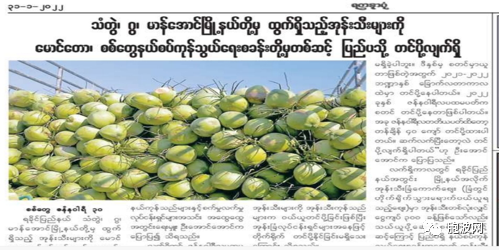 缅甸椰子也将出口