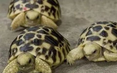 ​濒临灭绝的缅甸星龟繁殖率增长