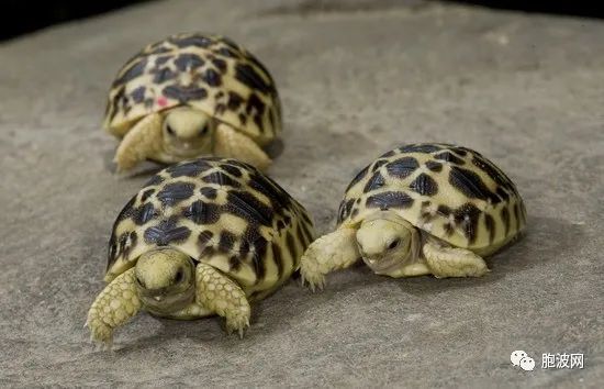 ​濒临灭绝的缅甸星龟繁殖率增长
