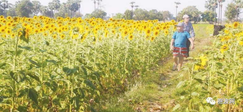 鼓励全缅甸扩种向日葵，为健康食油？还是…
