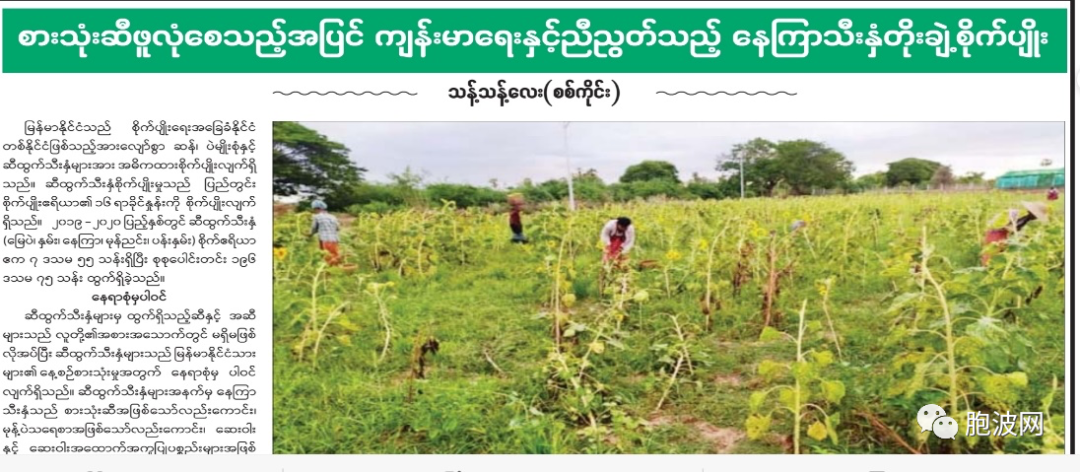 鼓励全缅甸扩种向日葵，为健康食油？还是…