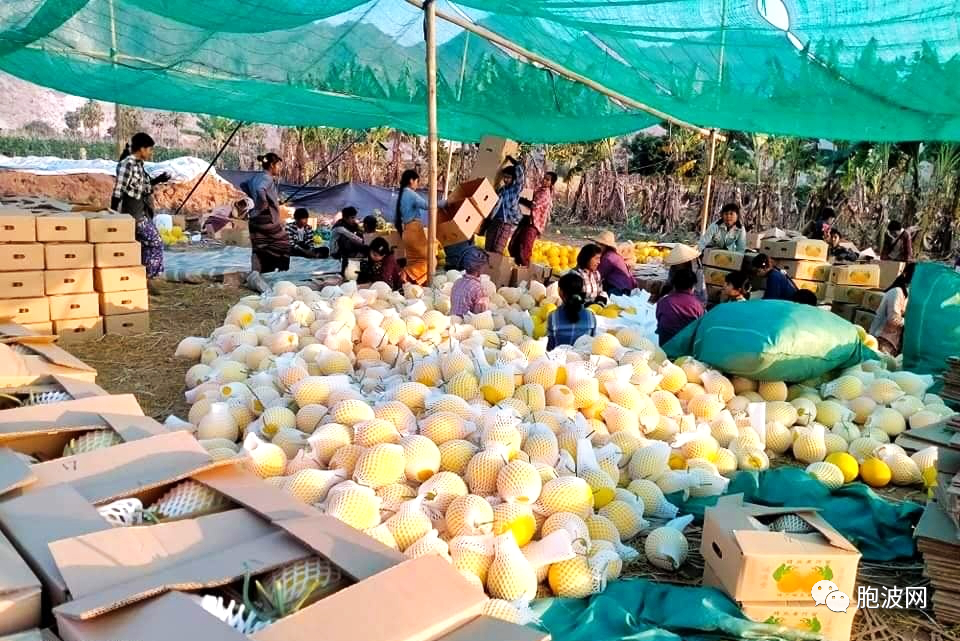 缅甸特产圣德隆芒果及其它水果的前景堪忧