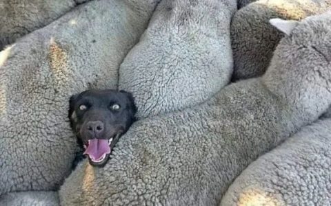 缅甸“狗与羊”的寓言：狗都死了，羊都活了