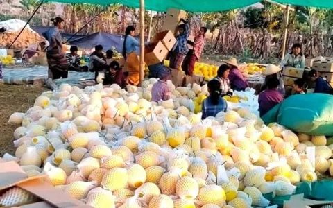 缅甸特产圣德隆芒果及其它水果的前景堪忧