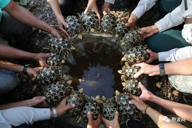 缅甸中部野生动物园人工养殖星龟获成功