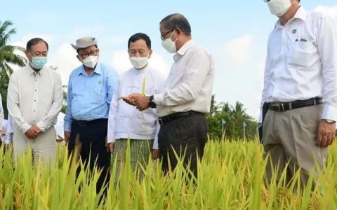 缅甸发展农业，推广高产品种GW-11雨季水稻
