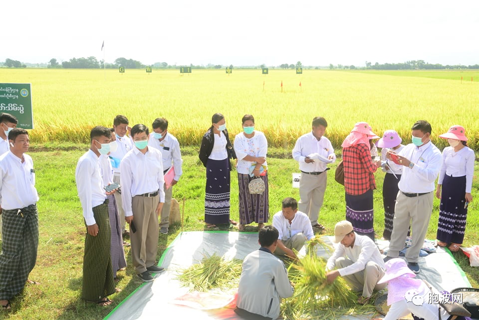 缅甸发展农业，推广高产品种GW-11雨季水稻