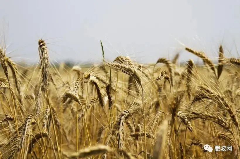 麦子等农产品在曼德勒市场得价畅销