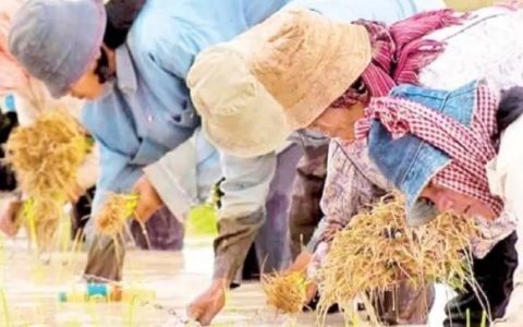 农业新闻三则：农产品干燥设备+彬乌伦李子+仰光省水稻