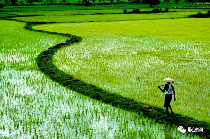 缅甸促进农业发展要依靠水坝灌溉