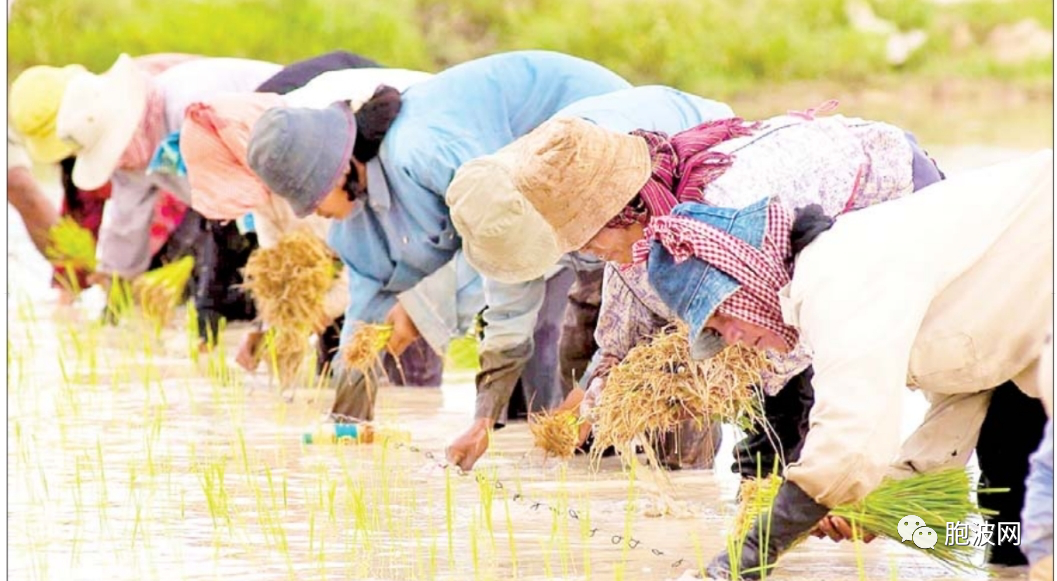 农业新闻三则：农产品干燥设备+彬乌伦李子+仰光省水稻