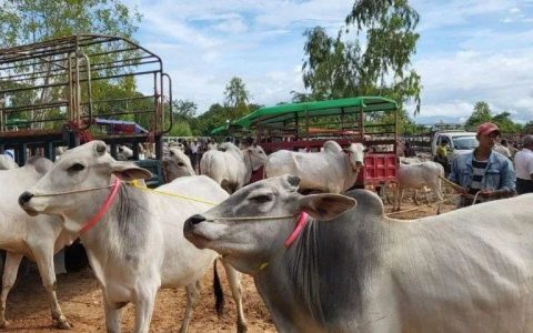 缅甸中部内比都勒威镇区五日集市中的真正牛市！