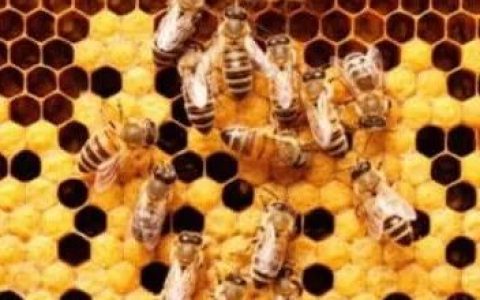 缅甸产蜂蜜60%来自实皆省