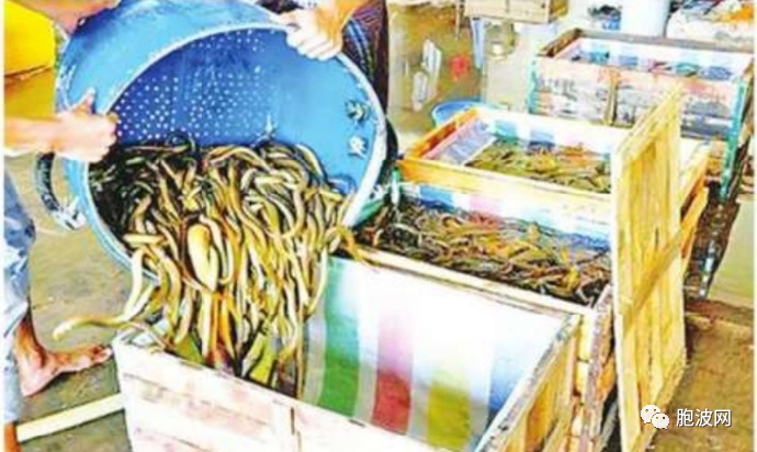 缅甸鳝鱼与活蟹出口中国市场