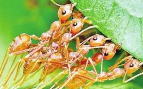 科学计算出全球蚂蚁数量