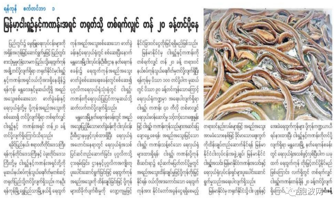 缅甸鳝鱼与活蟹出口中国市场