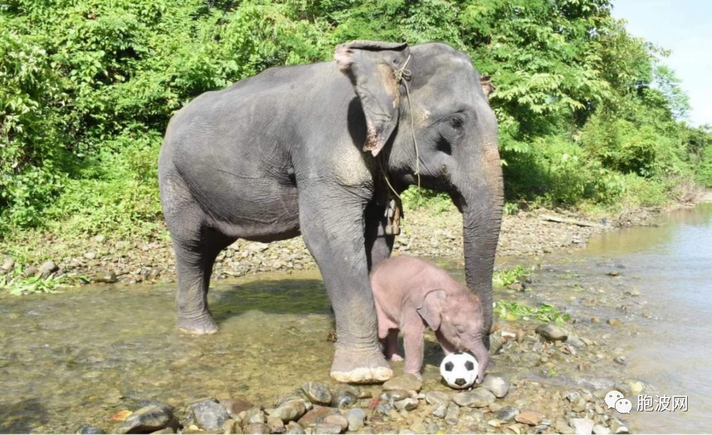 缅人的迷信：生白象，国运好？