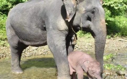 缅人的迷信：生白象，国运好？