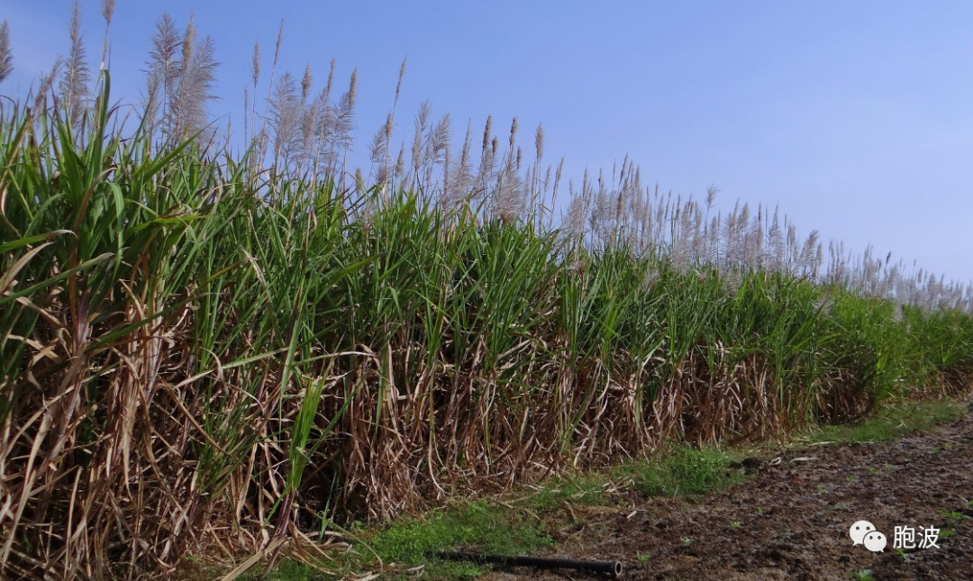 缅中边贸：缅甸甘蔗需以绿色通道出口中国