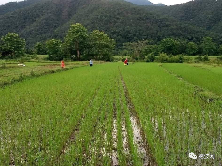 缅甸大米出口要重振雄风？