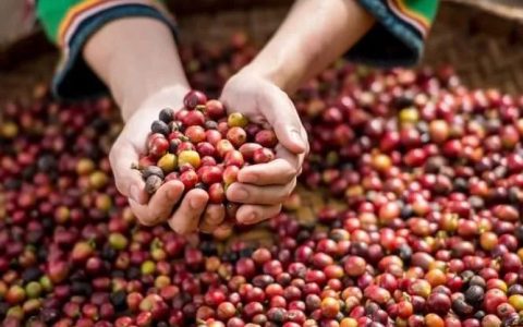 缅甸咖啡出口14个国家和地区！