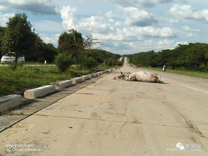 一头牛在高速公路上引发的车祸！