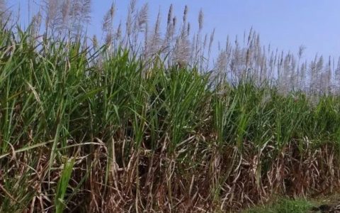 缅中边贸：缅甸甘蔗需从绿色通道出口中国