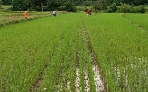 缅甸召开稻米大会，希望重振大米出口雄风