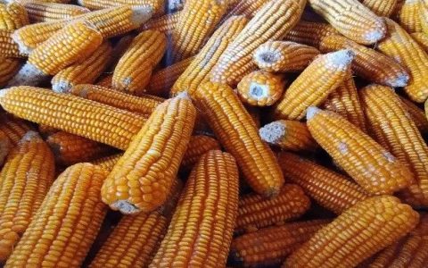 十月份缅甸玉米出口数据