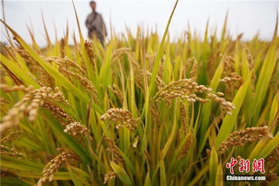 韩茂莉：农业为何是中国给世界最大的礼物？| 东西问