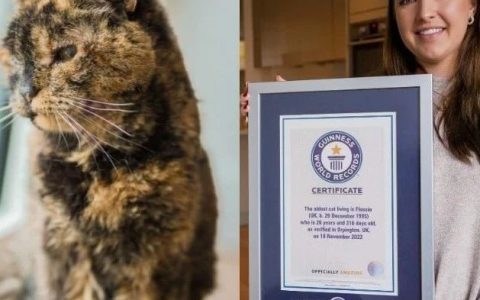小议：伦敦一老猫被列入吉尼斯纪录