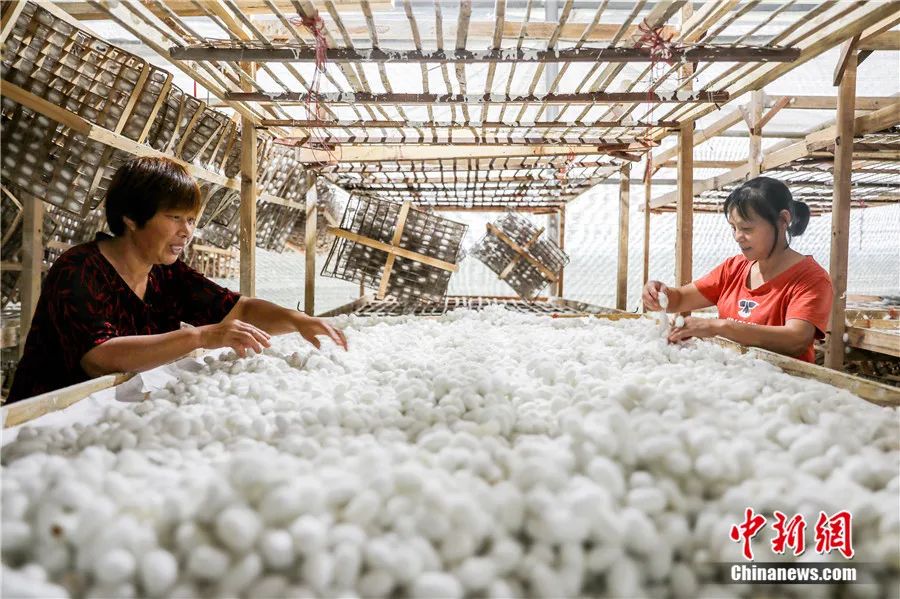 韩茂莉：农业为何是中国给世界最大的礼物？| 东西问