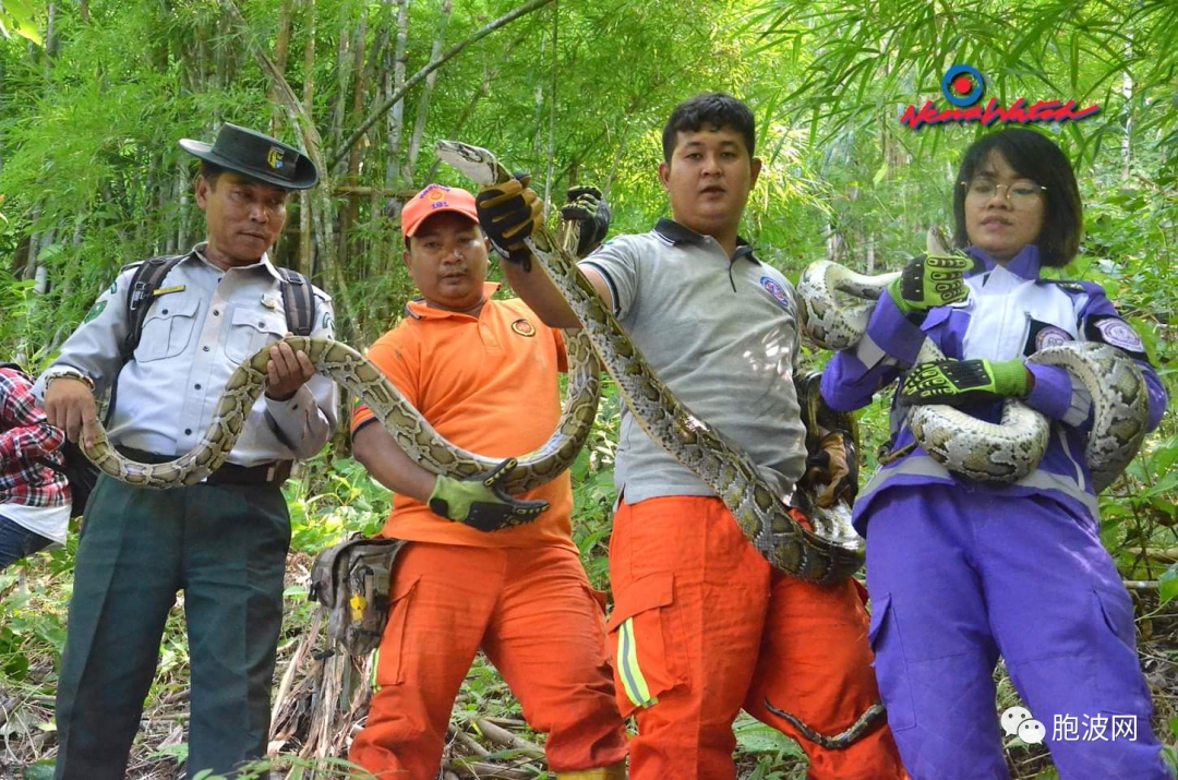 回归自然：放蛇、龟、猴归山（照片新闻）