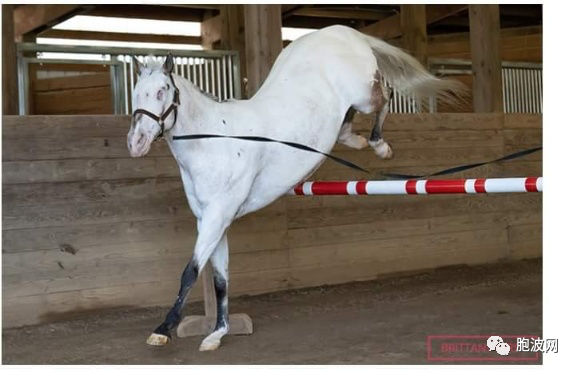 一匹盲马打破三项吉尼斯世界纪录！