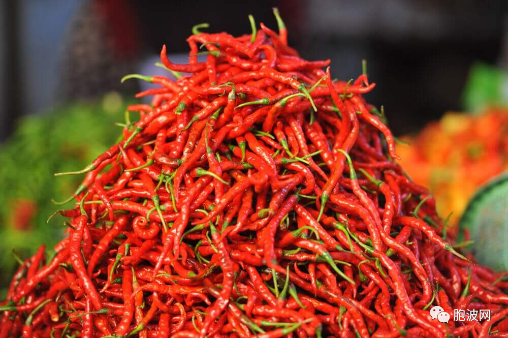 新加坡商人有意购买缅甸辣椒