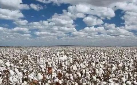 【万人说新疆】棉花种植户：新疆棉花“亚克西”