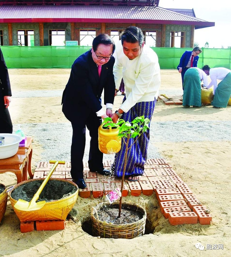 日缅亲密：在大佛塔内栽种樱花树