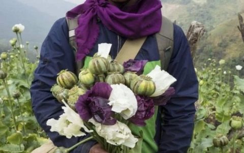 联合国报告指出缅甸罂粟栽种面积增加33%！