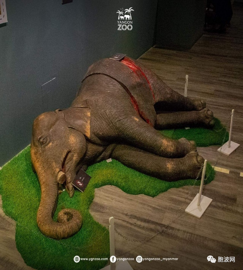 为了保护野象，仰光动物园内建造了大象博物馆