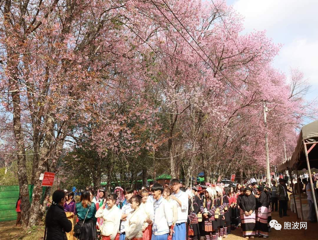 掸邦东部景栋镇区雷梅地区举行2023第二届樱花节