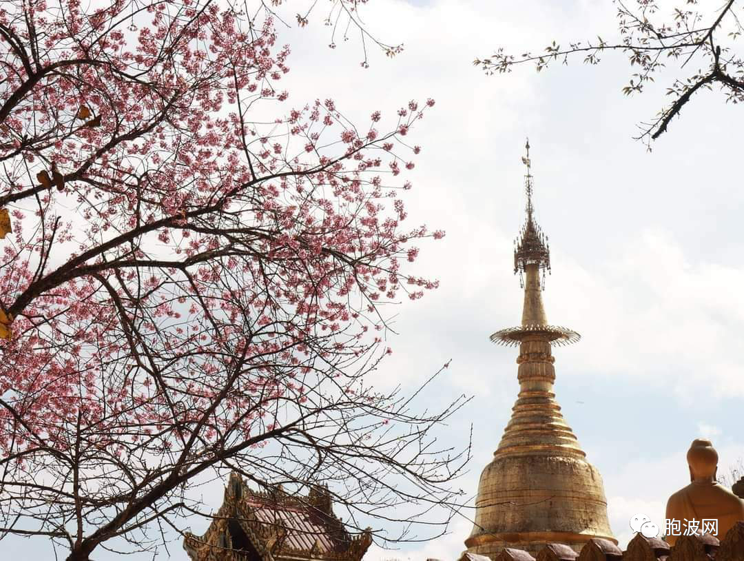 掸邦东部景栋镇区雷梅地区举行2023第二届樱花节
