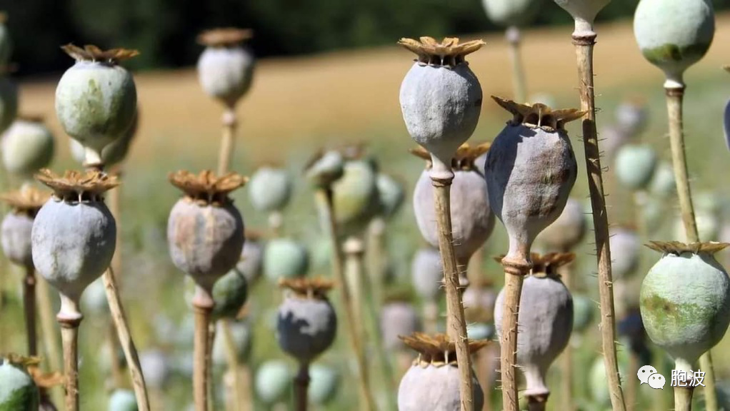 联合国报告指出缅甸罂粟栽种面积增加33%！