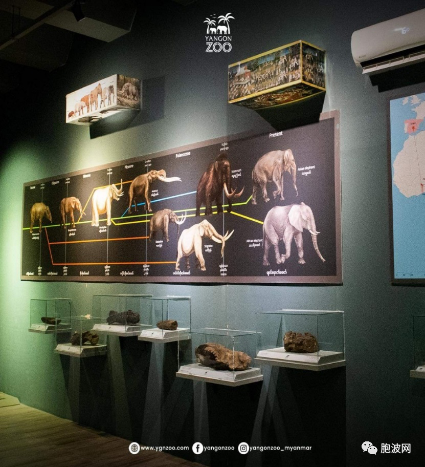 为了保护野象，仰光动物园内建造了大象博物馆