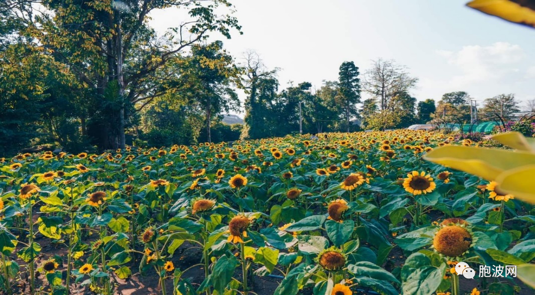 照片新闻：花城彬乌伦的BE FALL旅游亮点