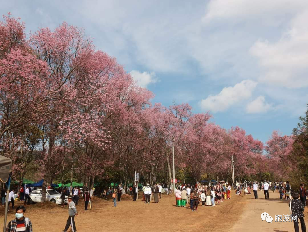 掸邦东部景栋镇区雷梅地区举行2023第二届樱花节