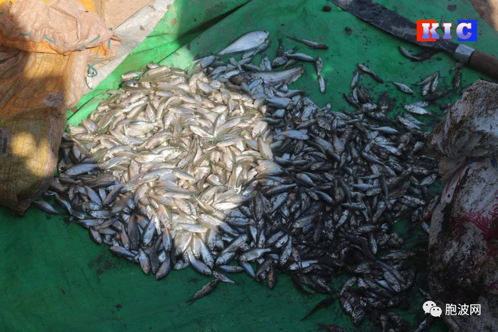 图片新闻：孟邦各地举行克伦族传统的集体捕鱼节
