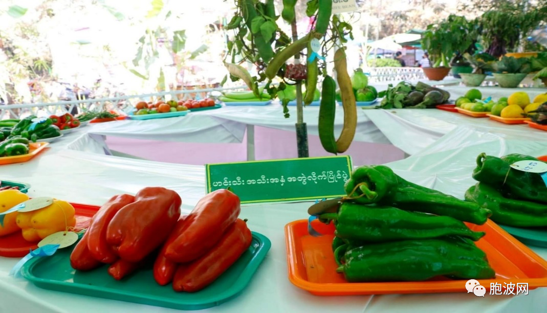 为庆祝76周年联邦节，曼德勒举办蔬菜瓜果展览与比赛