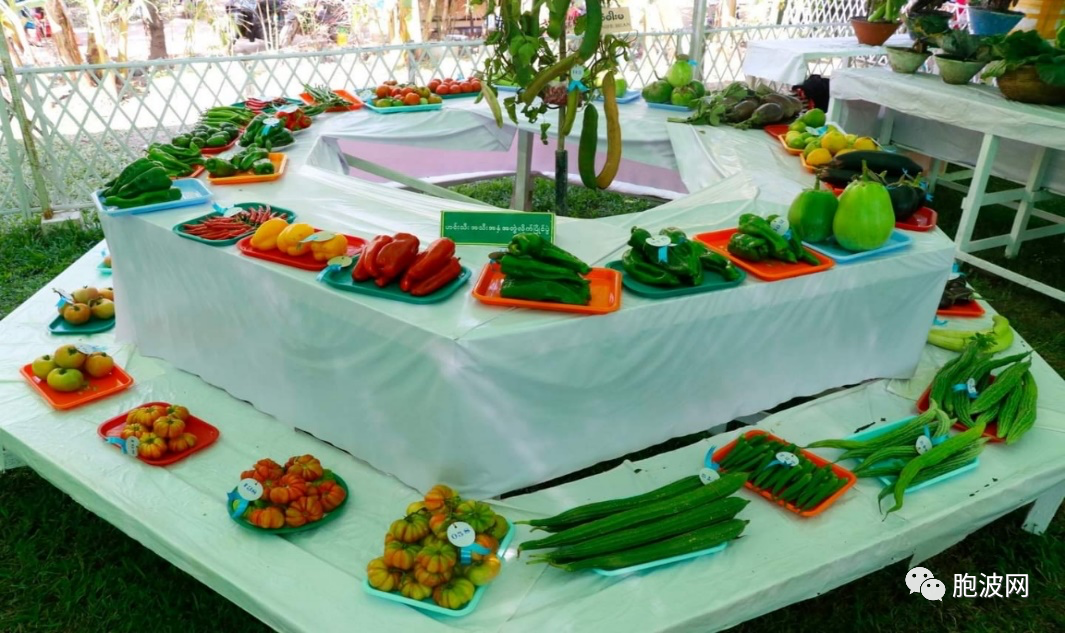 为庆祝76周年联邦节，曼德勒举办蔬菜瓜果展览与比赛